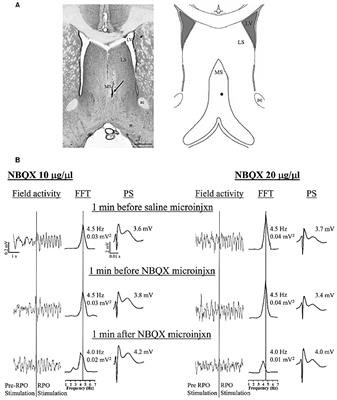 Modulation of Septo-Hippocampal Neural Responses in Anesthetized and Behaving Rats by Septal AMPA Receptor Mechanisms